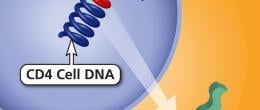 Graphic of the replication step of the HIV life cycle.