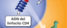 Gráfico del paso de multiplicación del ciclo de vida del VIH.