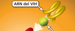 Gráfico de la transcripción inversa en el ciclo de vida del VIH, donde una enzima del VIH convierte el ARN del VIH en ADN del VIH.