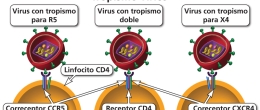 Maneras en las cuales un virión del VIH puede unirse a una célula CD4.