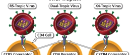 Ways in which an HIV virion can attach to a CD4 cell