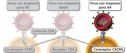 Maneras en las cuales un virión del VIH puede unirse a una célula CD4.