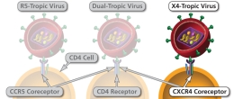 Ways in which an HIV virion can attach to a CD4 cell