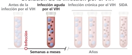 Gráfico de la infección aguda por VIH que se extiende aproximadamente de 2 a 4 semanas hasta que el cuerpo produce suficientes anticuerpos contra el VIH para ser detectados por una prueba.